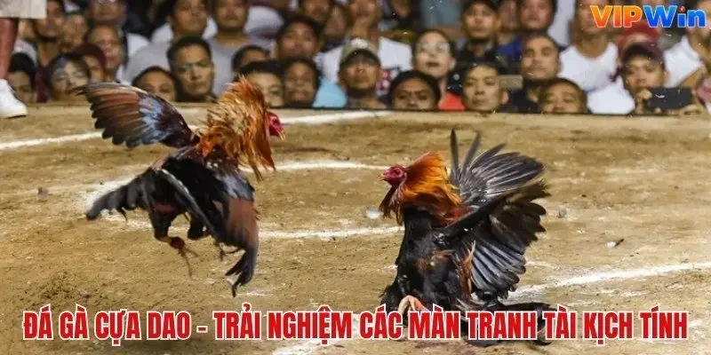 Vipwin Mis | Đăng Ký | Đăng Nhập Chính Thức Vipwincom 2026 - davor